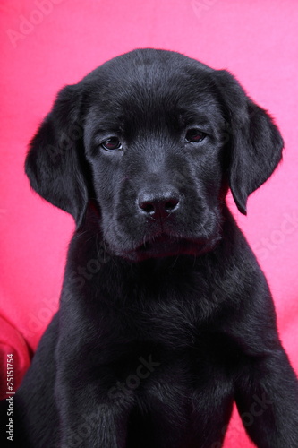 particular portrait of labrador puppy © ataglier