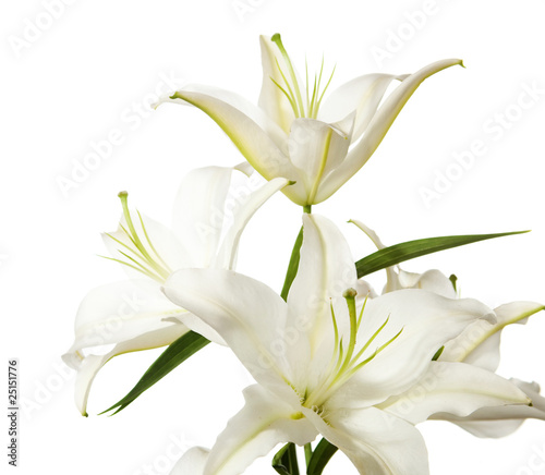 a fragment of white lilies ' bunch on a white background