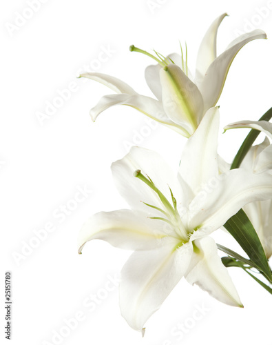 Fotografiet two white lily isolated on white background