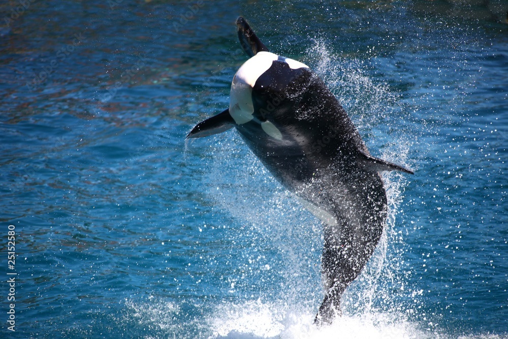 Obraz premium orque hors de l'eau