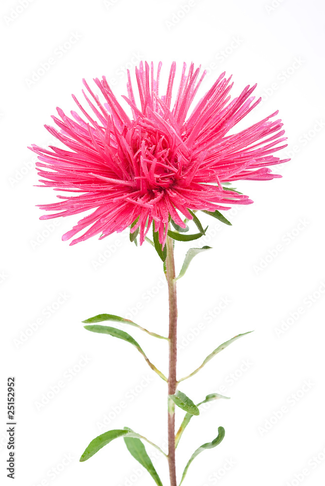 Naklejka premium Aster