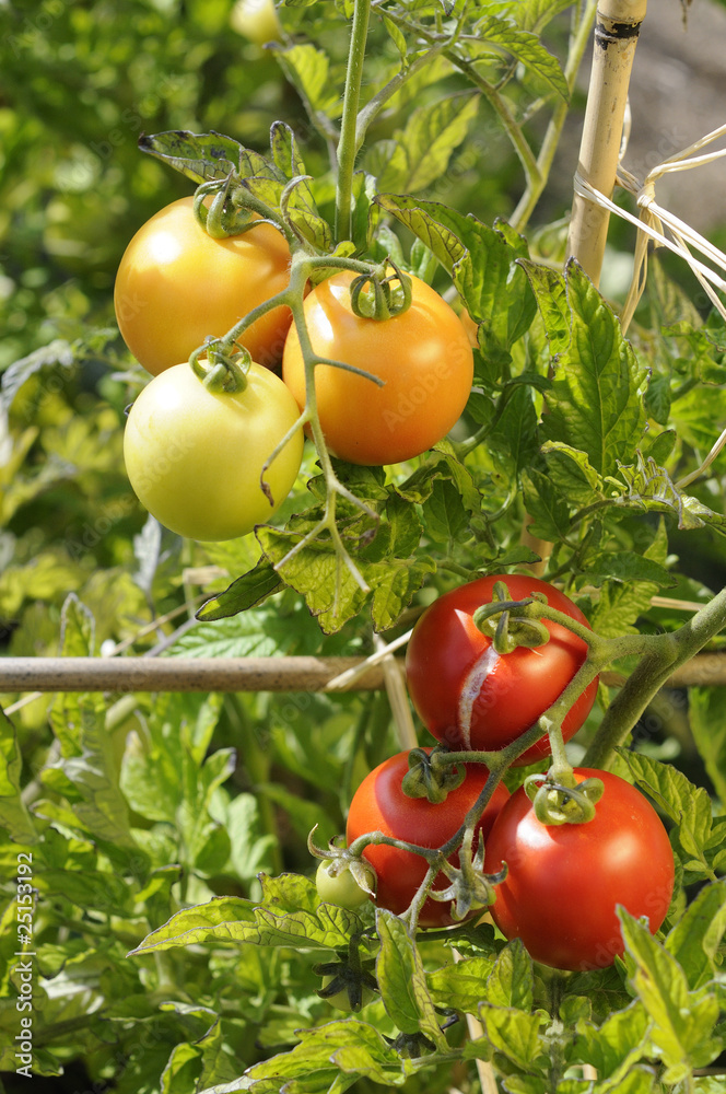 Grappes de tomates et tuteurs