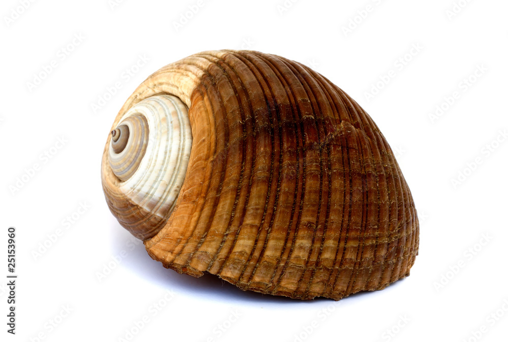 Shell Shell