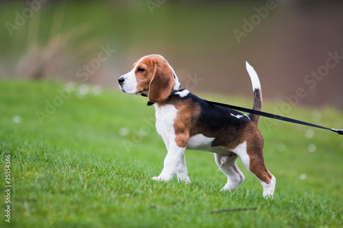 Beagle on green grass