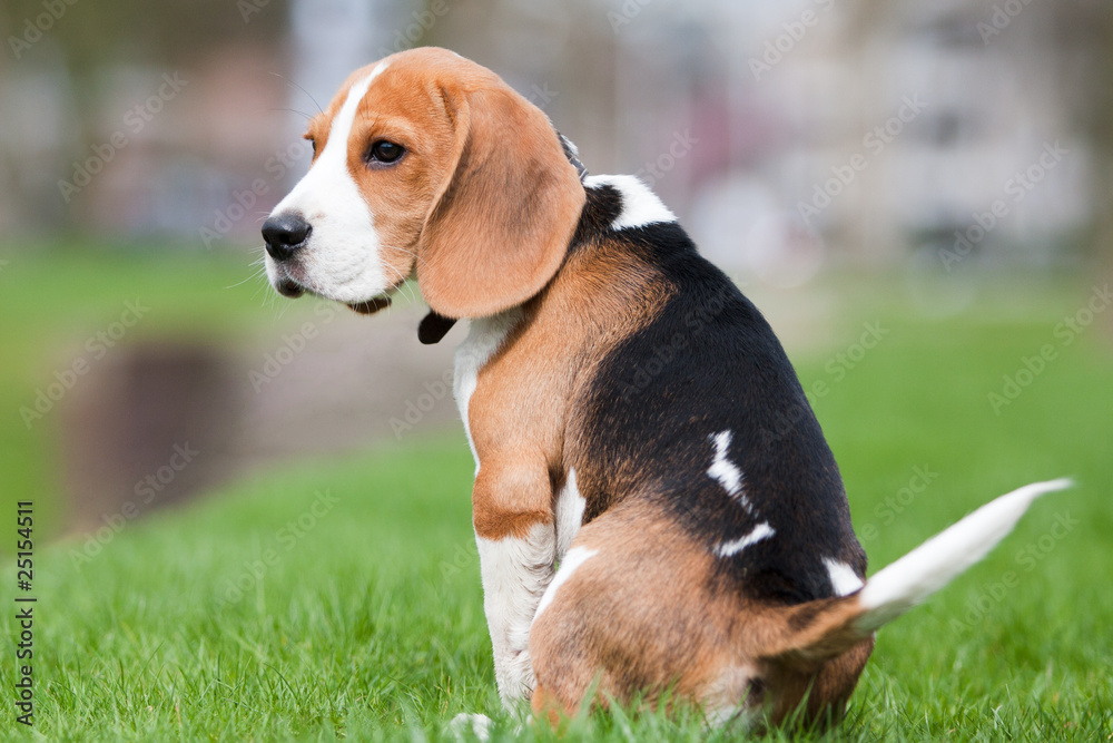 Sad beagle puppy