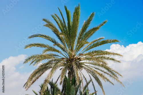 Palm