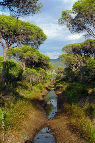 typical vegetation in the italy park of Maremma