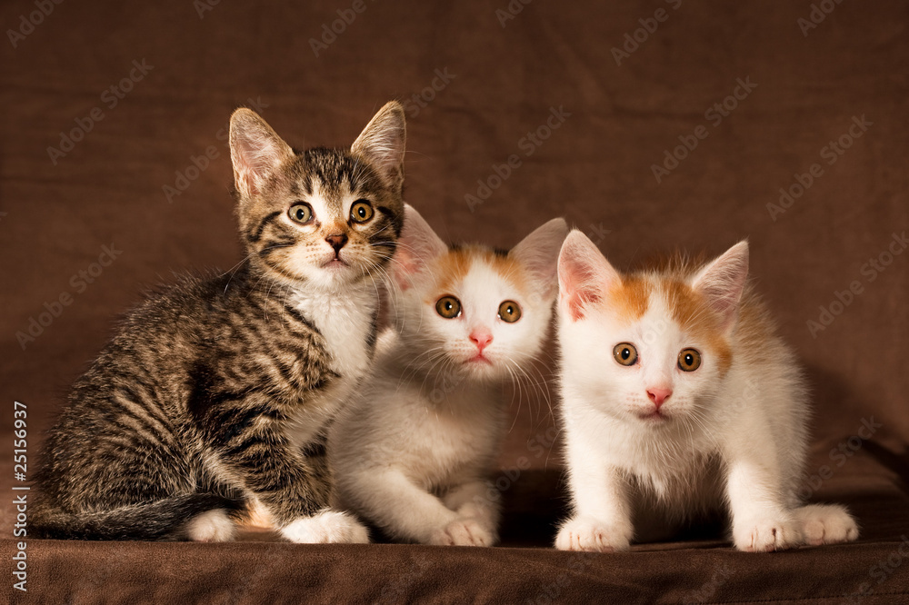 Three kitten Three kitten