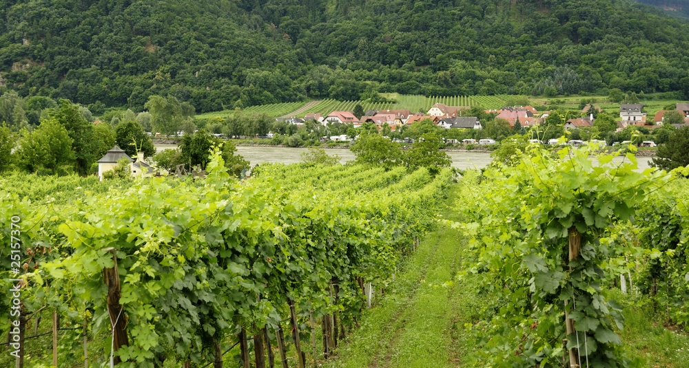 Weinhänge Wachau