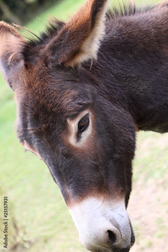 Fototapeta premium donkey