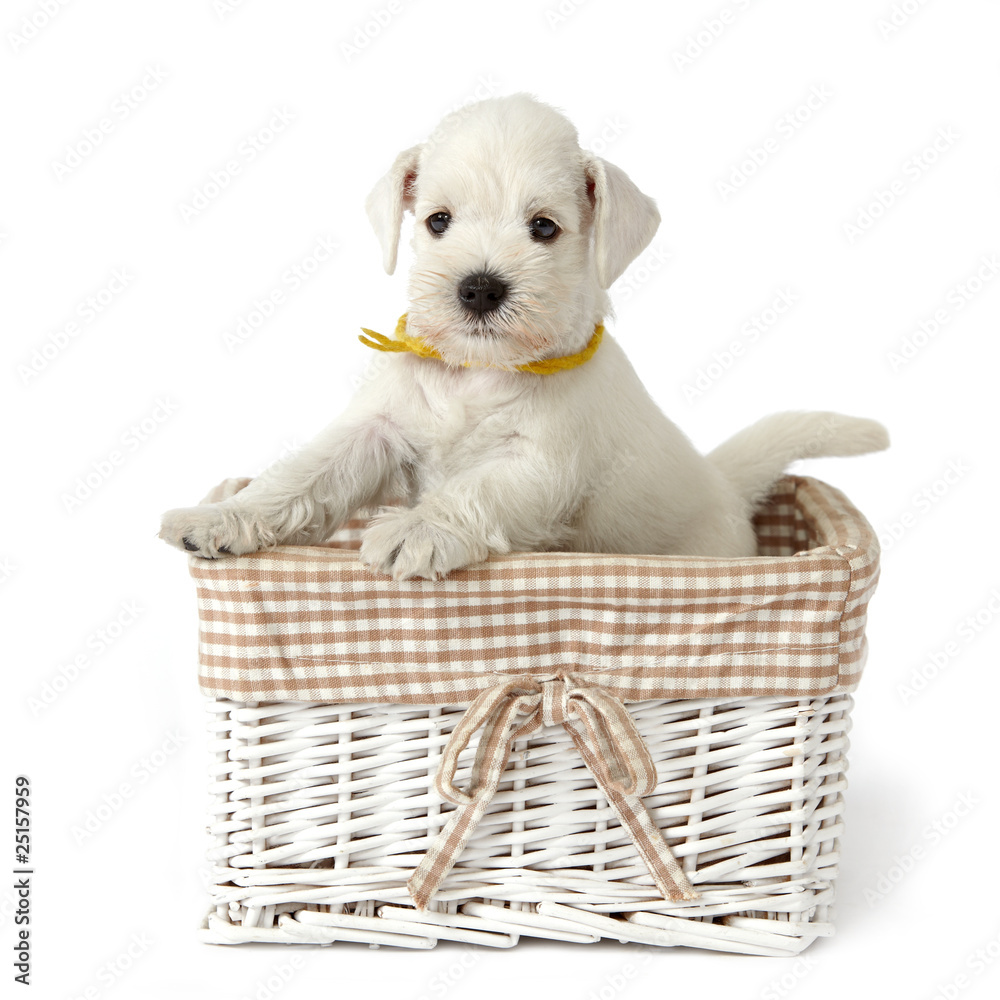 white puppy in a basket