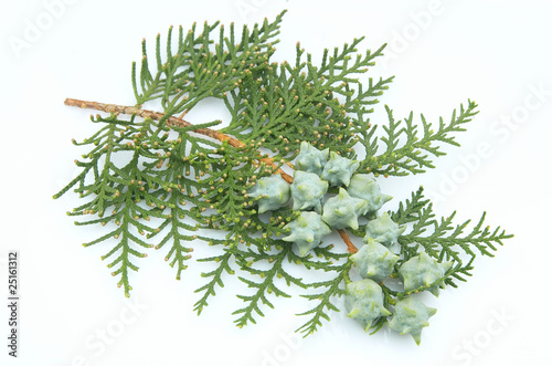 Branch of a thuja photo