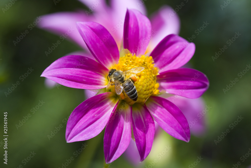 Bee on flower Bee on flower