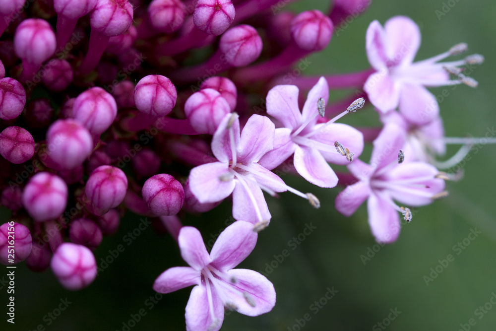 Flower Flower
