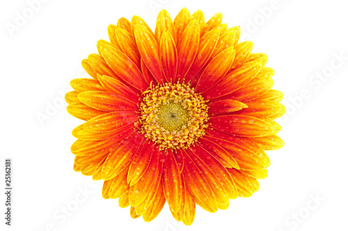 Perfect Orange Gerbera