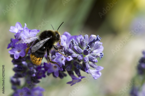 Lavender and bumblebee