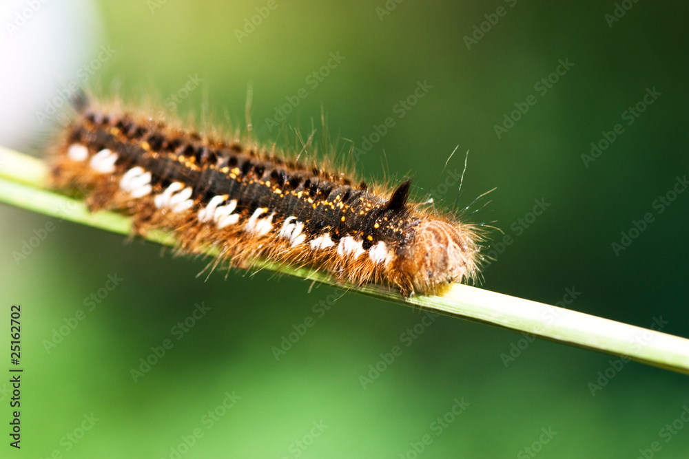 Fototapeta premium Caterpillar