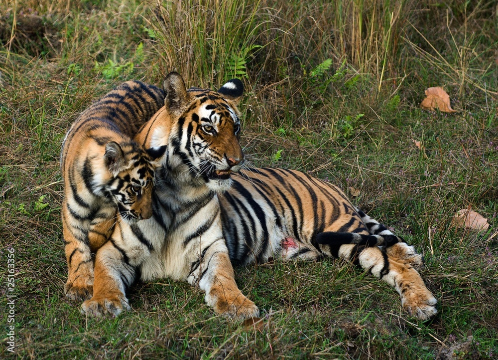 Fototapeta premium Tigress and cub.
