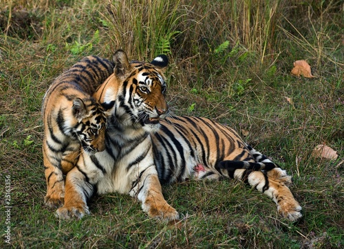 Tigress and cub.