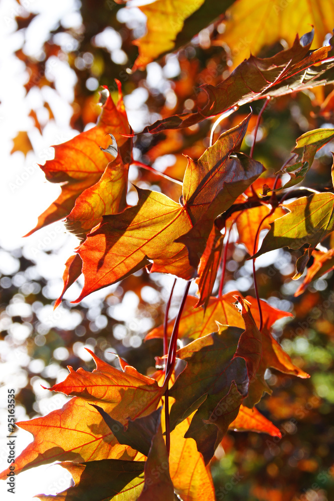 Fototapeta premium herbstlaub #1