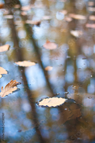 feuilles dans l'eau