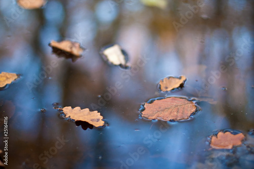 feuilles dans l'eau