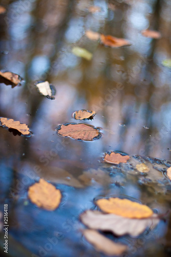 feuilles dans l'eau