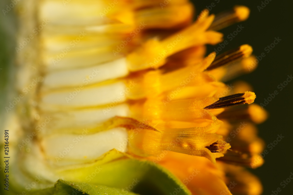 Naklejka premium Break a secret of flower of sunflower