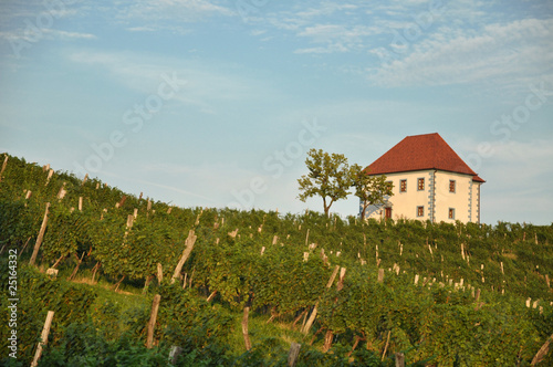 House in Vineyards.   kalce  Slovenia