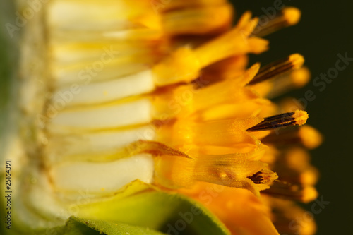 Fototapeta Naklejka Na Ścianę i Meble -  Break a secret of flower of sunflower