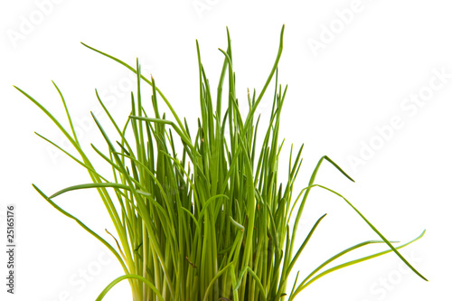 Chive herbs