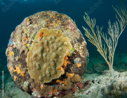 Coral encrusting on construction debris left in the ocean photo