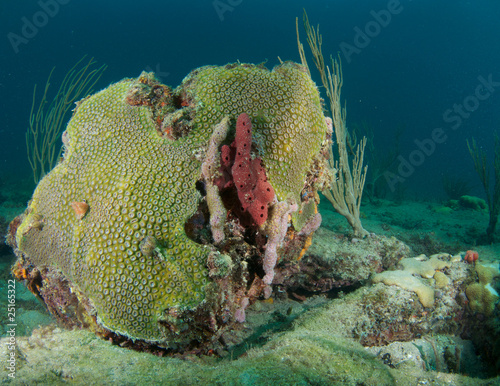 Giant Star Coral(Montastrea cavernosa) Mound photo