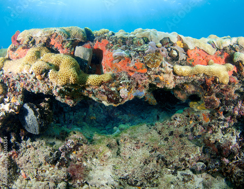 Fototapeta Naklejka Na Ścianę i Meble -  Coral Ledge Compostion, picture taken in south Florida