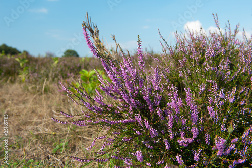 Fotografie heather landscape