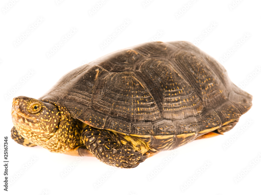 Obraz premium Turtle