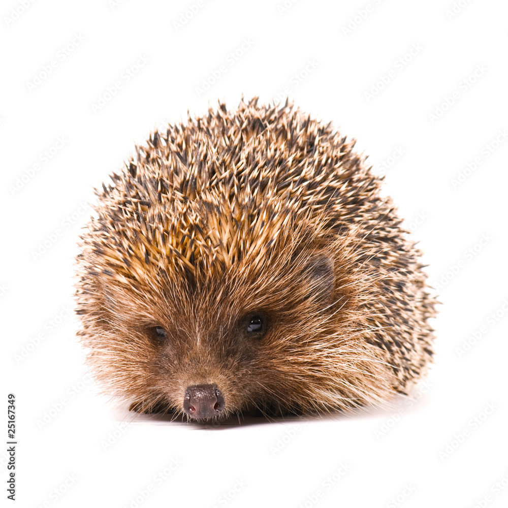 Hedgehog Hedgehog