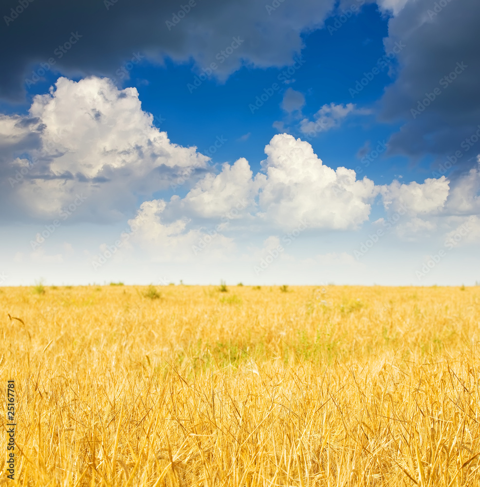 Naklejka premium Summer landscape with rye field