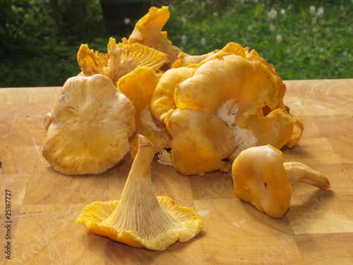 Plateau de chanterelles, girolles photo