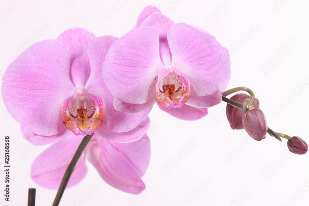Fototapeta premium pink orchid
