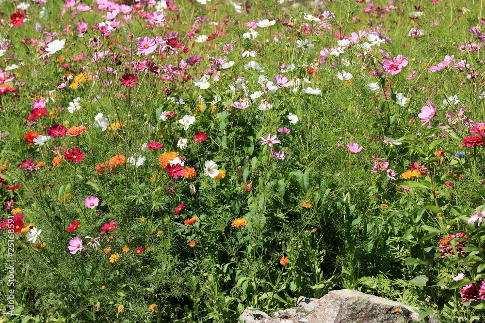 fleurs de prés fleurs de prés