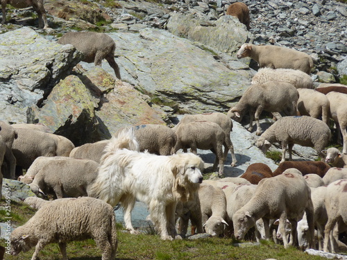 patou gardant son troupeau de moutons