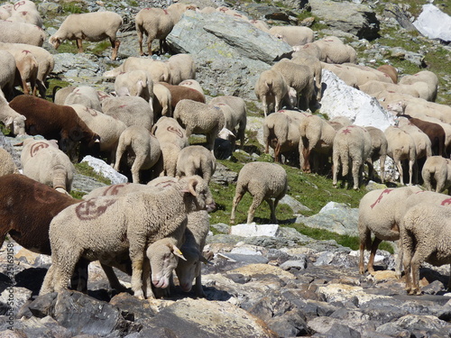 moutons en estive alpes france