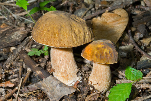 Mushrooms (Cape) 1