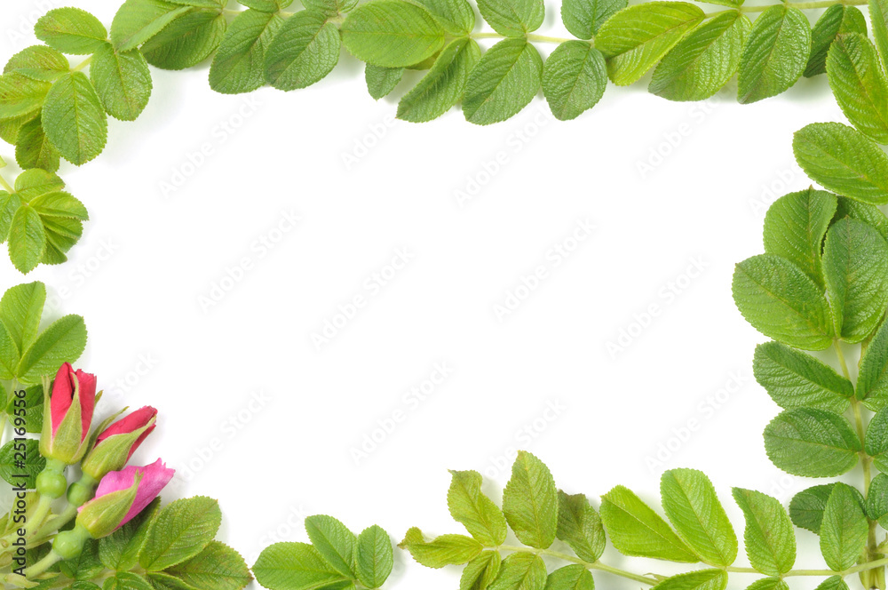 Frame of roses and leafs Frame of roses and leafs