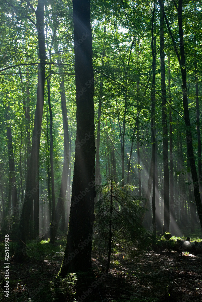 Naklejka premium Sunbeam entering hornbeam deciduous forest