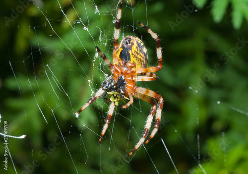 Spider on spider-web 14 © Valeriy Kirsanov