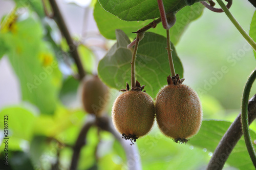 Growing kiwi