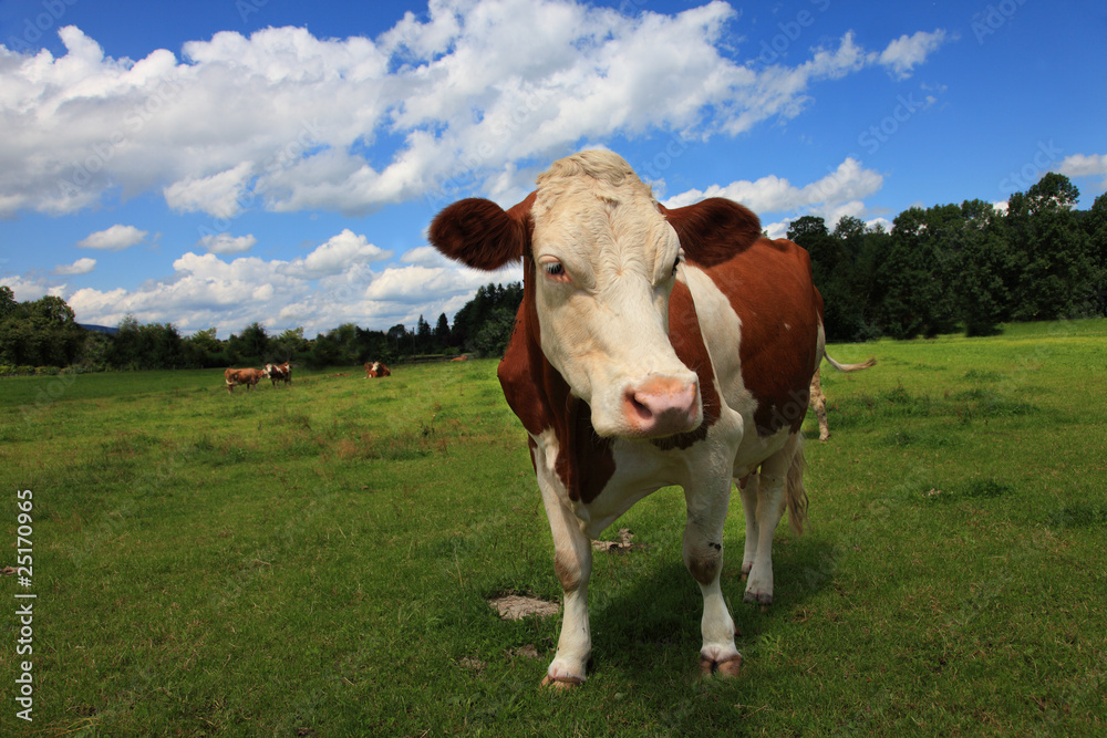 brown white freckled cow from bavaria