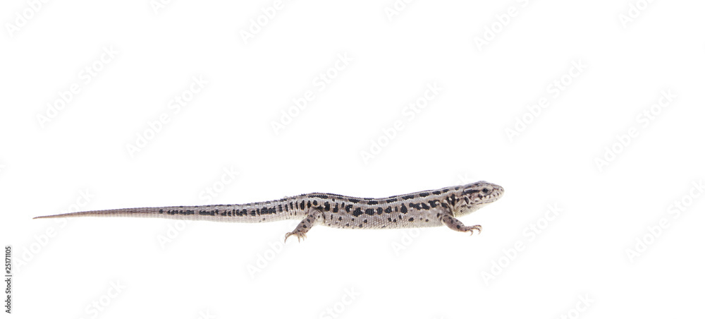 Obraz premium Brown lizard isolated on white background